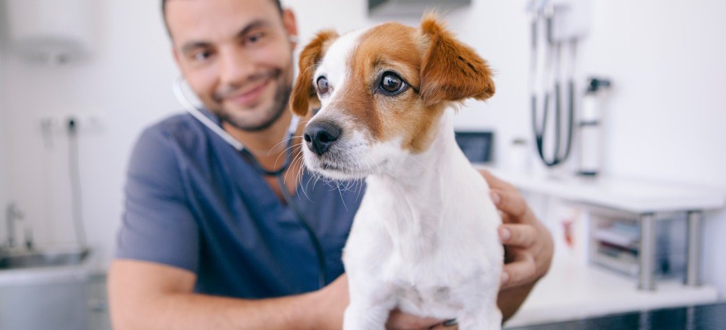 Veterinärmedizin – Tiergesundheit